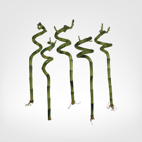 Plant Nook 5 Spiral Lucky Bamboo Stalks, 12 in Live Dracaena Indoor Plant, Grows in Water