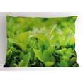 thumbnail image 1 of Plant Pillow Sham Lush Green Leaves with Sun Open Air Sunny Days Spring Time Happy Vibes Environment, Decorative Standard Queen Size Printed Pillowcase, 30 X 20 Inches, Apple Green, by Ambesonne, 1 of 2