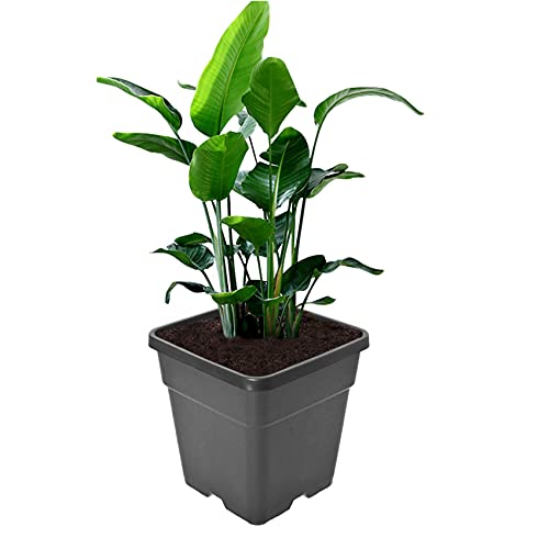 Plant Pots Flower Pot 10Pack 10 Gallon Planter Nursery Pot Garden