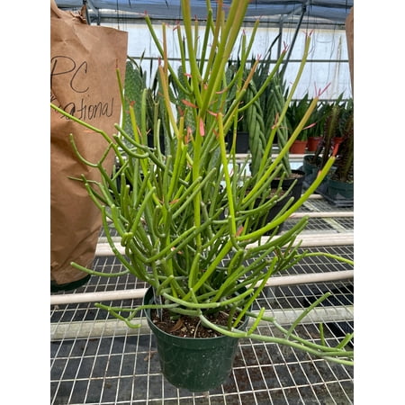 Plant Products Company 20" Green Euphorbia Tirucalli Live Plants in 6" Grower Pots (2 Count)
