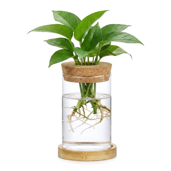 HUO Songmiao Plant Propagation Station, Glass Planter with Wooden Tray Lid, Tabletop Hydroponic Vase for Flower Cuttings