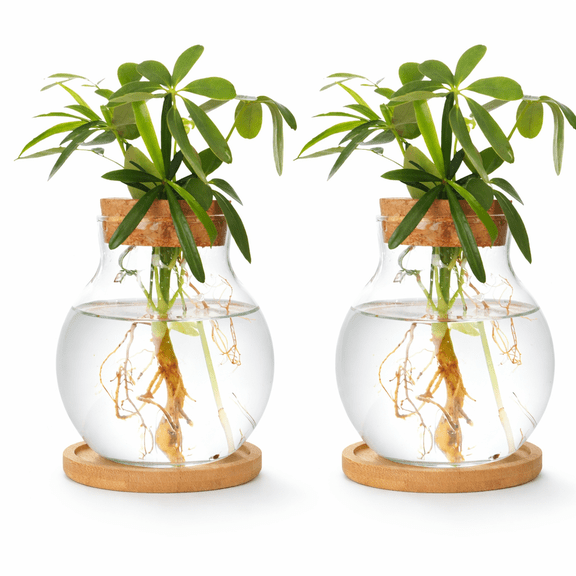2 Pack Plant Propagation Station with Wooden Saucer Hydroponic Glass Vase Jars for Plant Cuttings, Tabletop Terrarium Decor for Home, Kitchen, Office