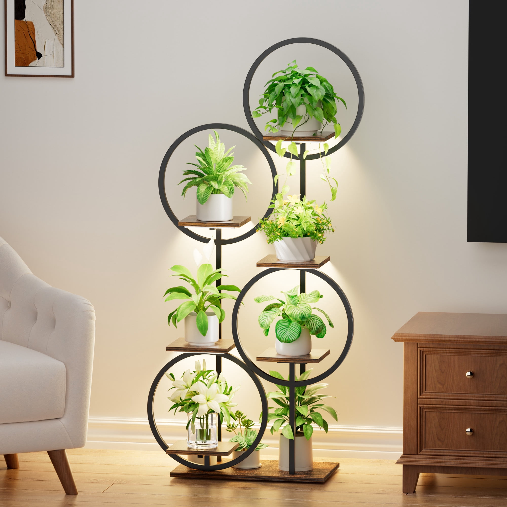 spider plant price Spider Plant