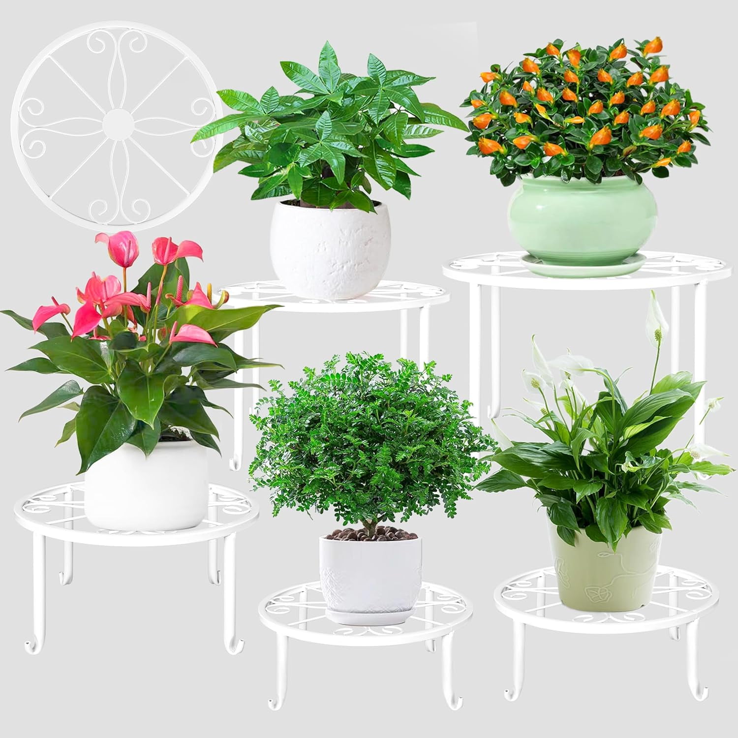 ceylon gold philodendron Philodendron Ceylon Plant with Self Watering Pot