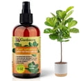 thumbnail image 1 of ⭐ 𝐁𝐄𝐒𝐓𝐒𝐄𝐋𝐋𝐄𝐑 Plant Superfood for FIDDLE LEAF FIG Plants with B1 Vitamin, Glucose and Essential Minerals - Organic Plant Food Fertilizer for Indoor & Outdoor FIDDLE LEAF FIG - 8oz, 1 of 6