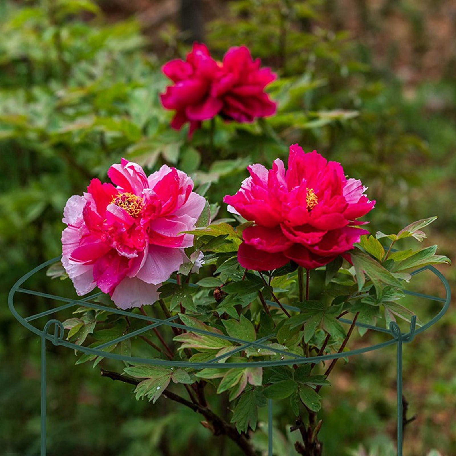 Support Ring Weather Resistant Metal Flower Support Cage Circular Grid Stake for Peonies Tomatoes Tall Flowers Outdoor Gardens Flower Beds and Potted