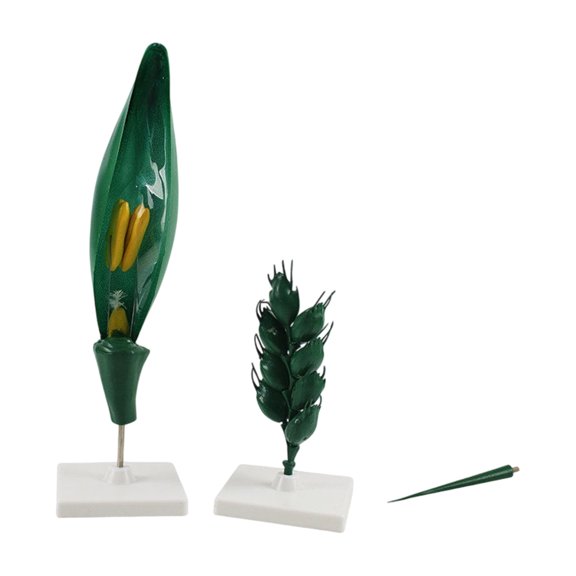 Plant Teaching Model for Wheat Structure Study, Display Base with Detachable Sections, Flower Form Aid in Biology Instruction, Agronomy Learning