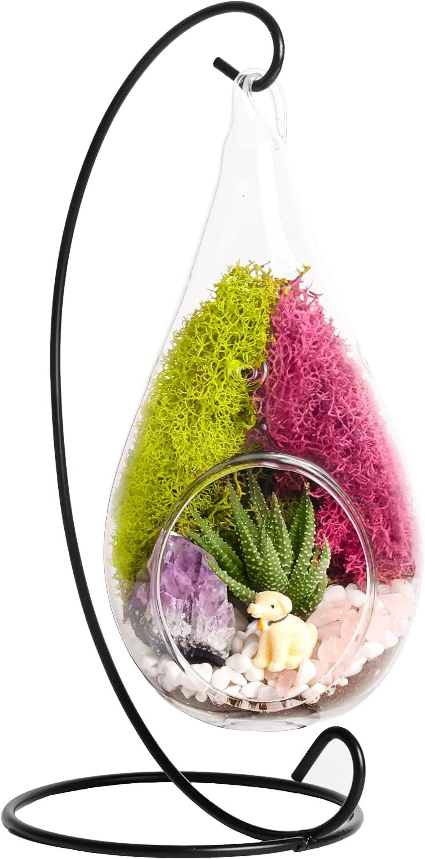 Plant Terrarium Kit W/Live Succulent ( from Florida), Choose Your Glass