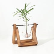 Plant Terrariums with Retro Wood Stand & Glass Bulbs - Hydroponic Propagation Station, Boho Indoor Garden Decor for Home Office Desktop, Unique Gift Idea