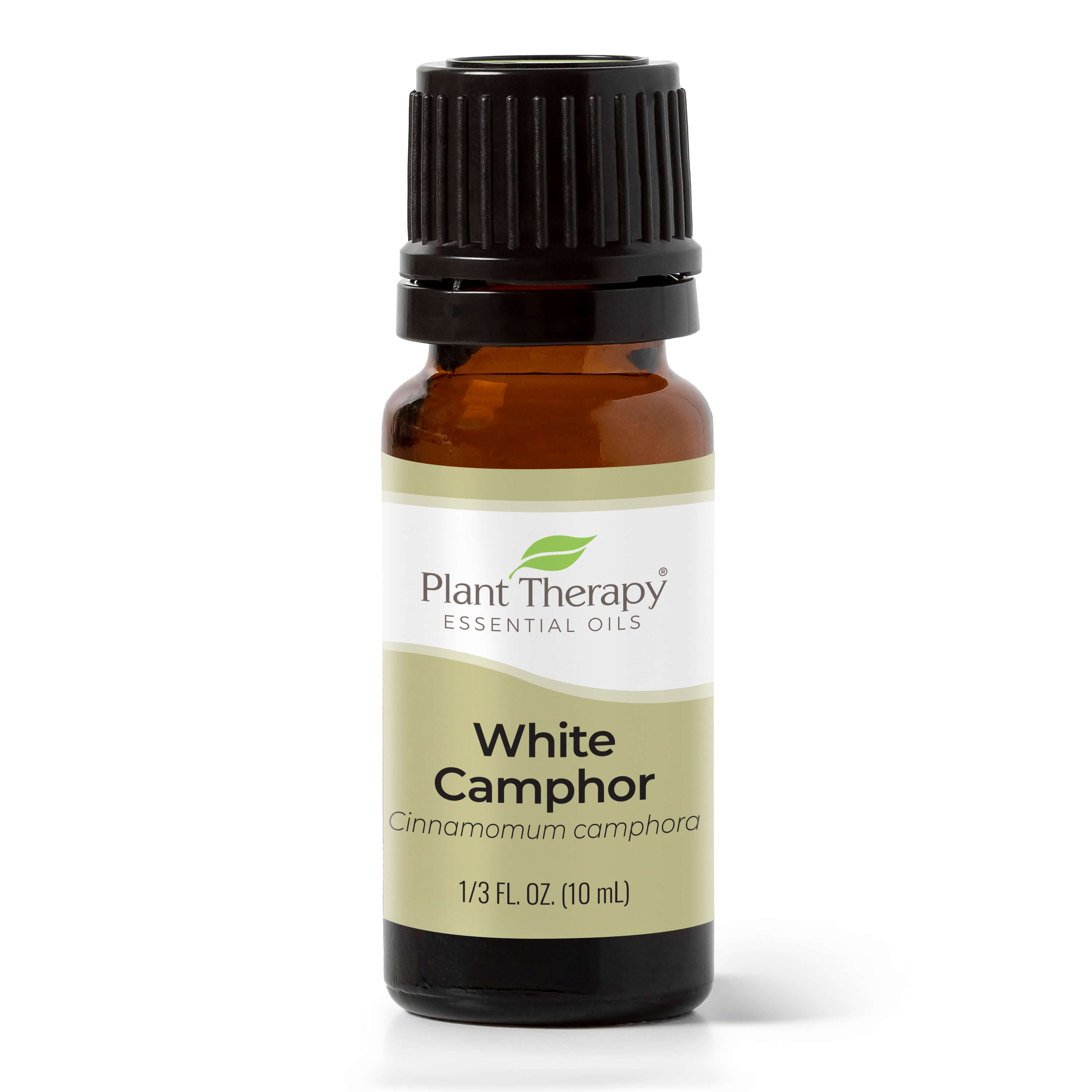 Plant Therapy White Camphor Essential Oil 10 mL (1/3 oz) 100% Pure, Undiluted, Natural Aromatherapy