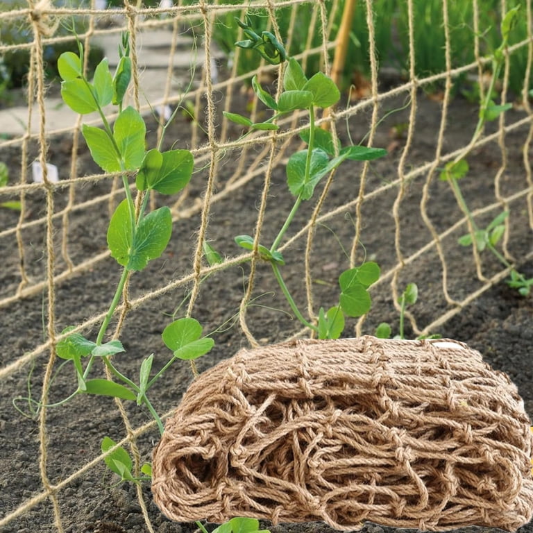 guiana chestnut money tree Money Tree 'Guiana Chestnut' Pachira Braid – Dirt Bag