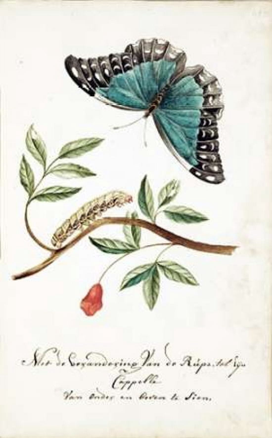 Plant With Leaves Caterpillar Butterfly Canvas Art - Cornelis Markee (12 x 18)
