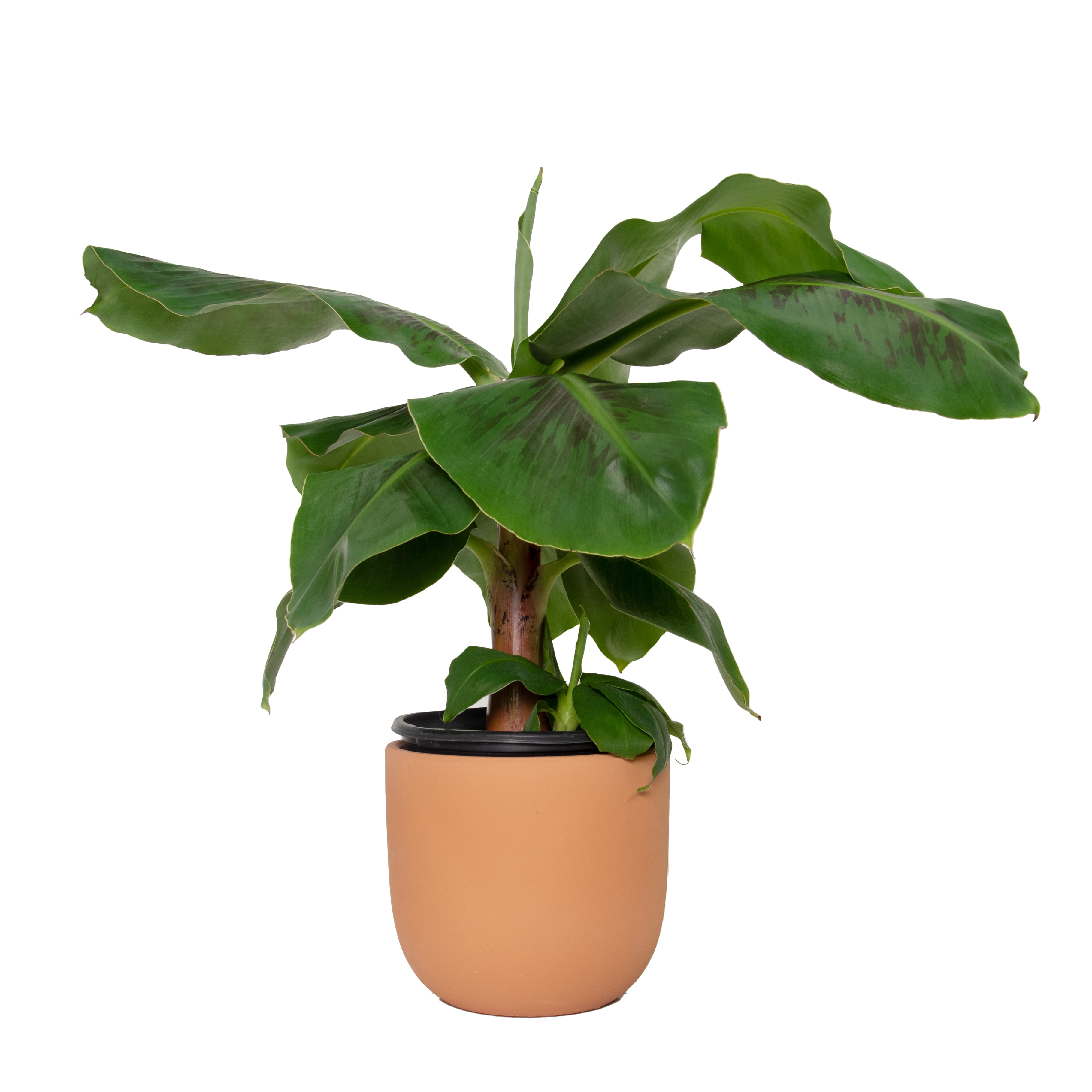 Plant With Purpose 7 in. Terracotta Bowl Planter with 8 in. Banana Dwarf Cavendish Live Houseplant Bright Indirect Sun- 1 Piece