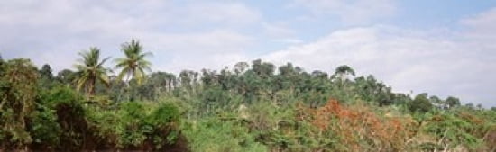 Plant growth in a forest Manual Antonia National Park Quepos Costa Rica Canvas Art - Panoramic Images (38 x 12)
