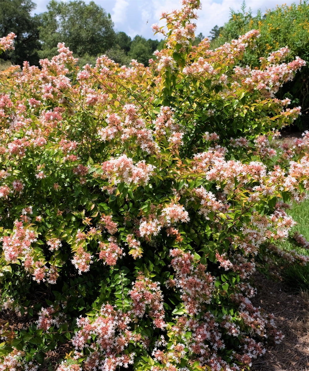Plant with Purpose 2.25 gal Abelia Peach Perfection Live Shrub