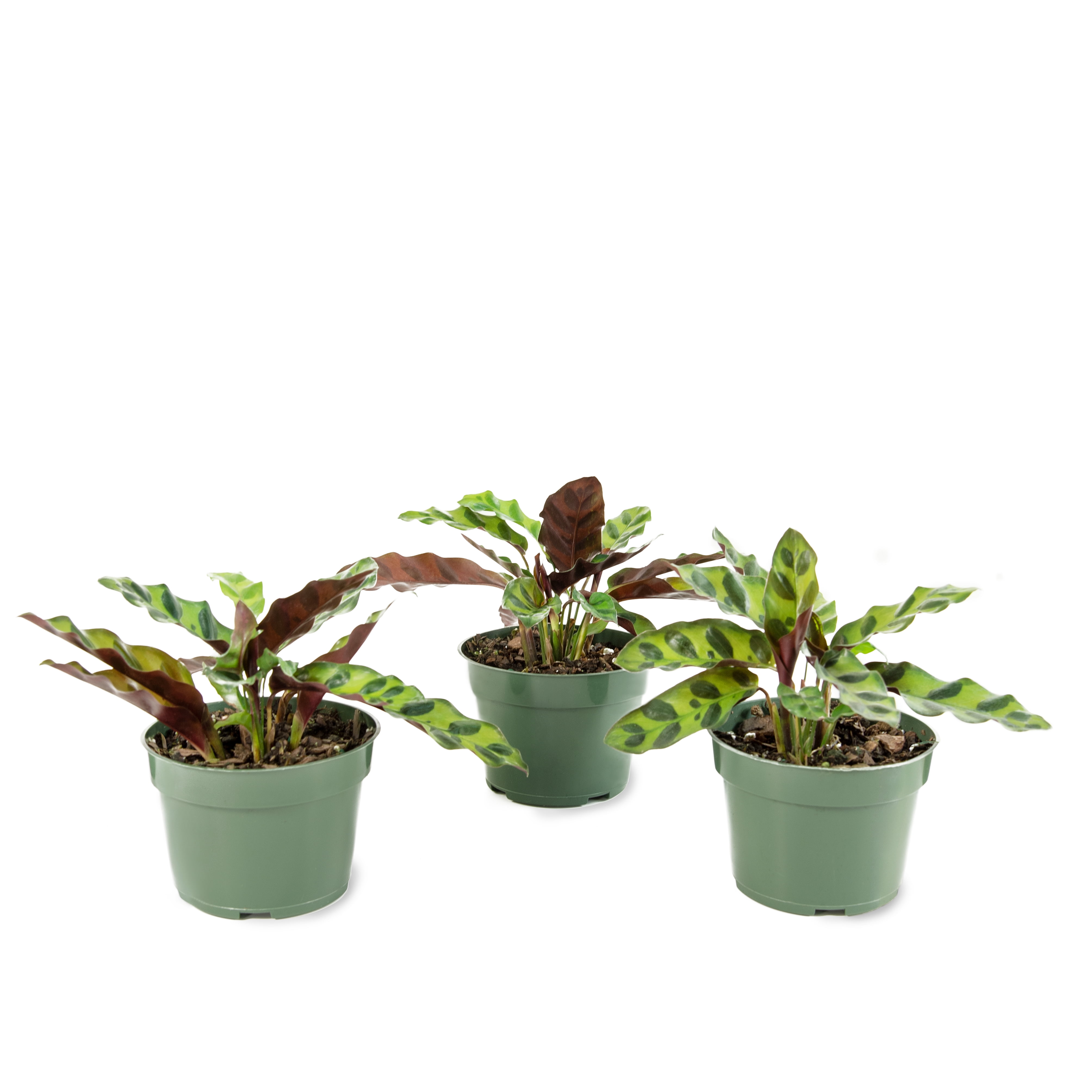 Plant with Purpose 4 in. Calathea Lancifolia Live Houseplant with Bright Indirect Sunlight - 3 Piece