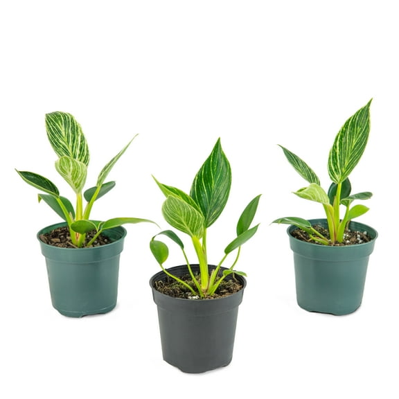 Plant with Purpose 4 in Philodendron Birkin Live Houseplant with Bright Indirect Sunlight- 3 Piece