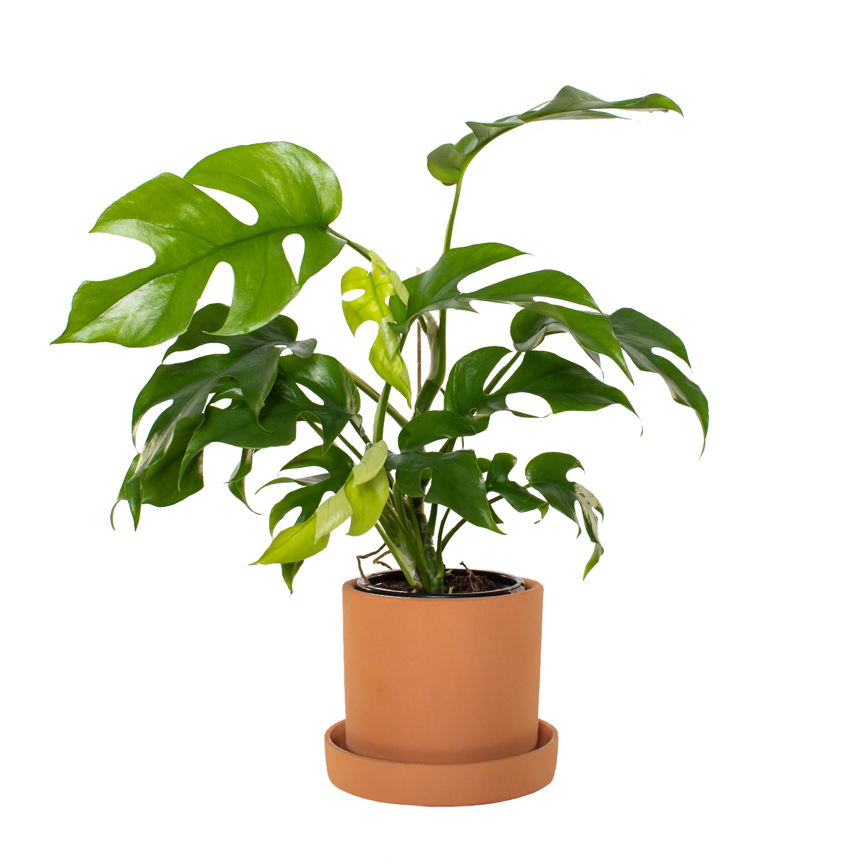 Plant with Purpose 5 Inch Terracotta Container with Saucer and 4 Inch  Monstera Ginny Plant Live Houseplant - Walmart.com