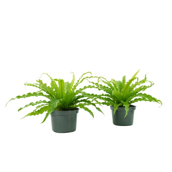 Plant with Purpose 6 in Bird's Nest Fern Live Houseplant with Bright Indirect Sunlight  - 2 Piece