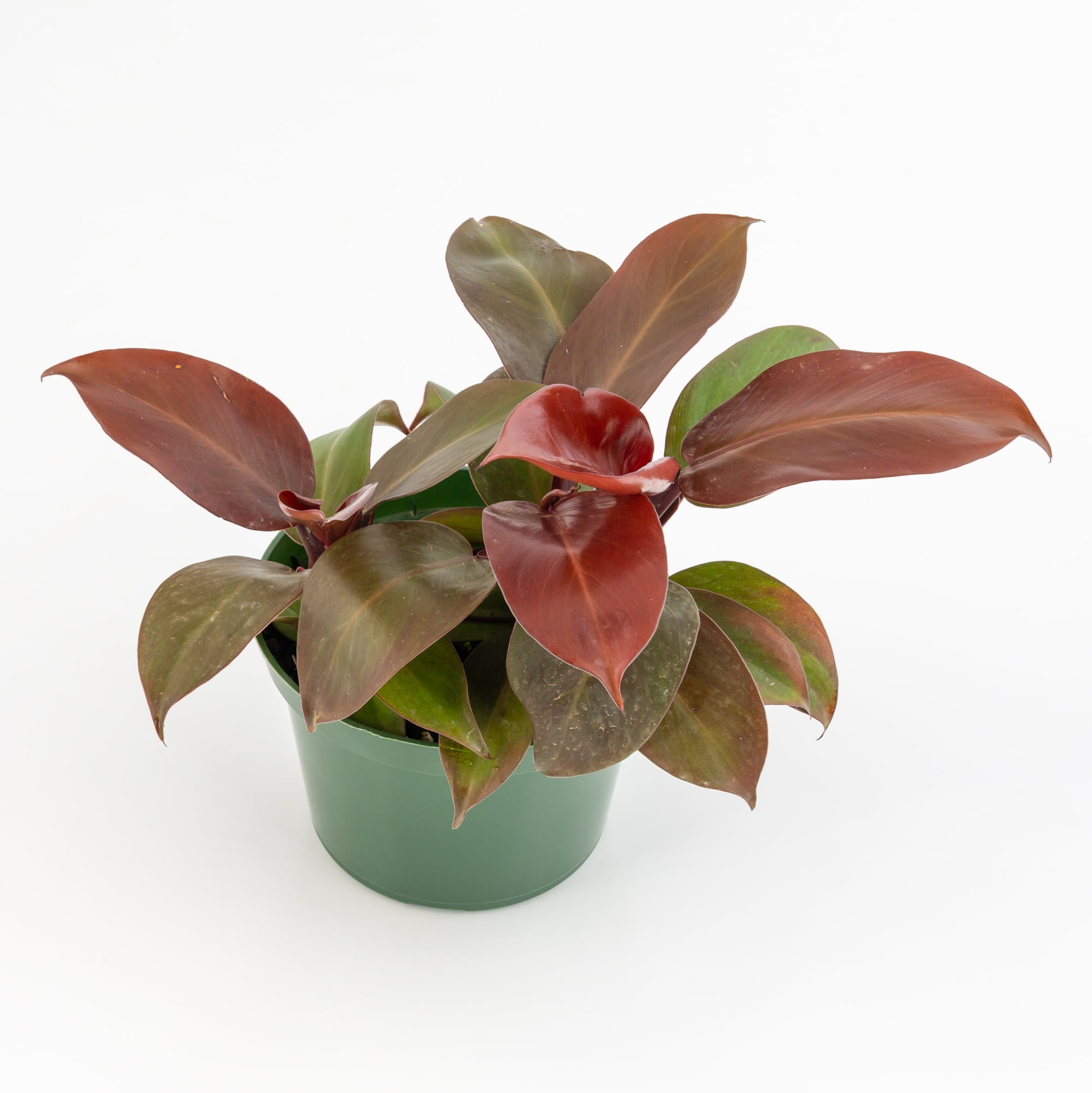 house plant pesticide spray Natural + Non-Toxic Houseplant Pest Spray