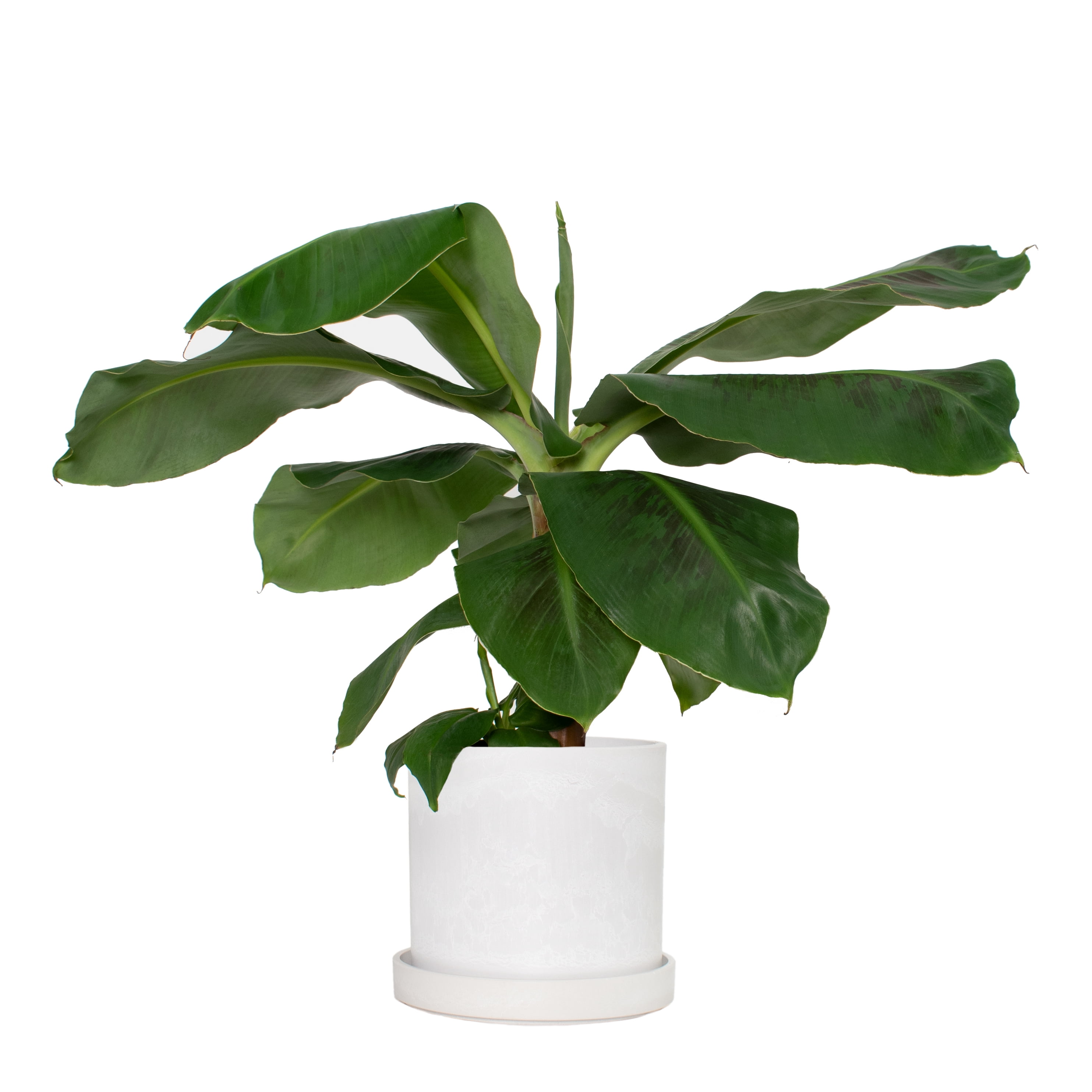 Plant with Purpose 7 in. Stonewash Recycled Planter w/saucer and 8 in. Banana Dwarf Cavendish