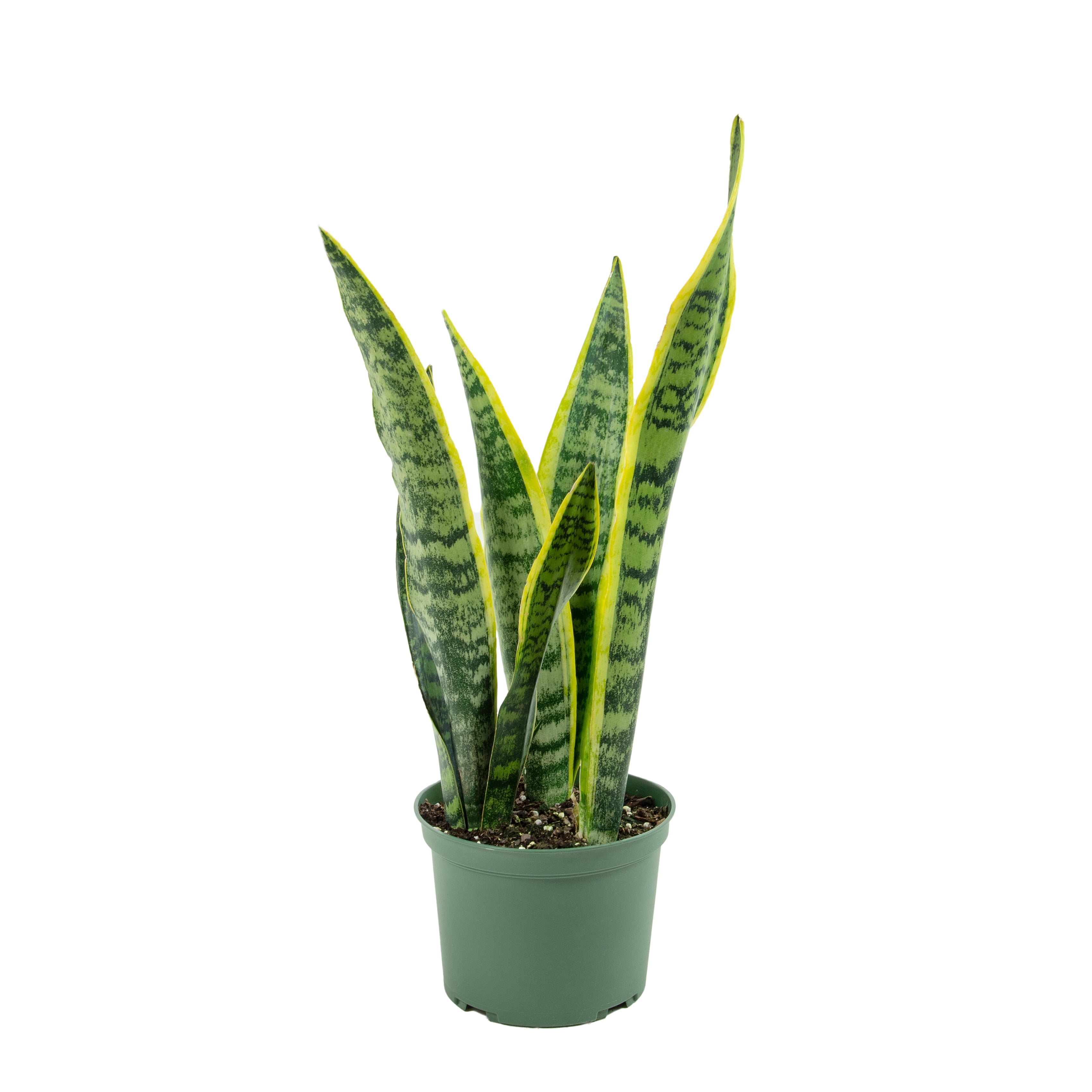 Plant with Purpose Live Houseplant 6 in Sansevaria Laurentii with Bright Indirect Sun- 2 Piece
