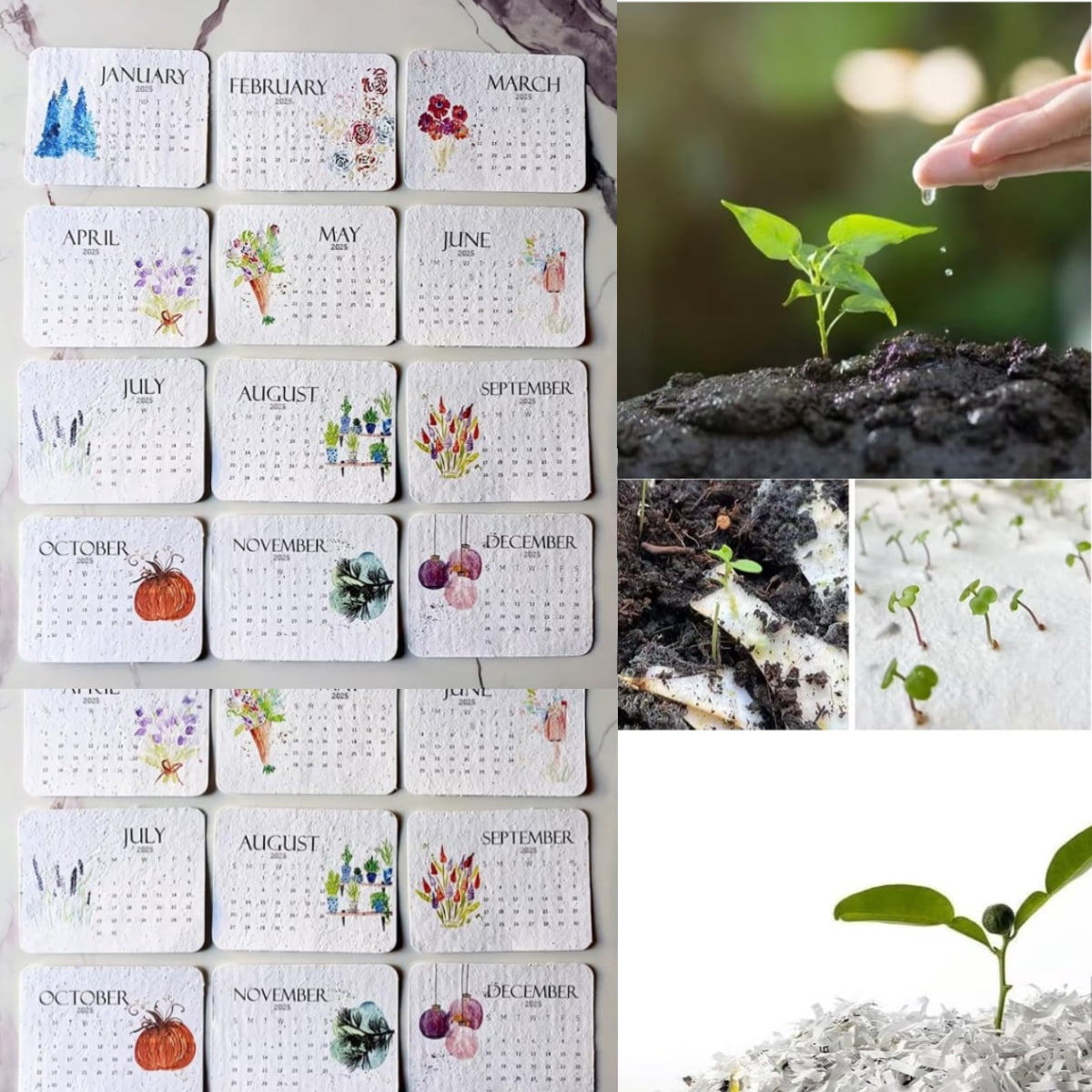 Plantable Seed Calendar 2025, From January 12PC 2025 to December 2025