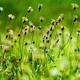 thumbnail image 1 of Plantain Seed - English Plantain Herb Seeds - 10000 Seeds, 1 of 3