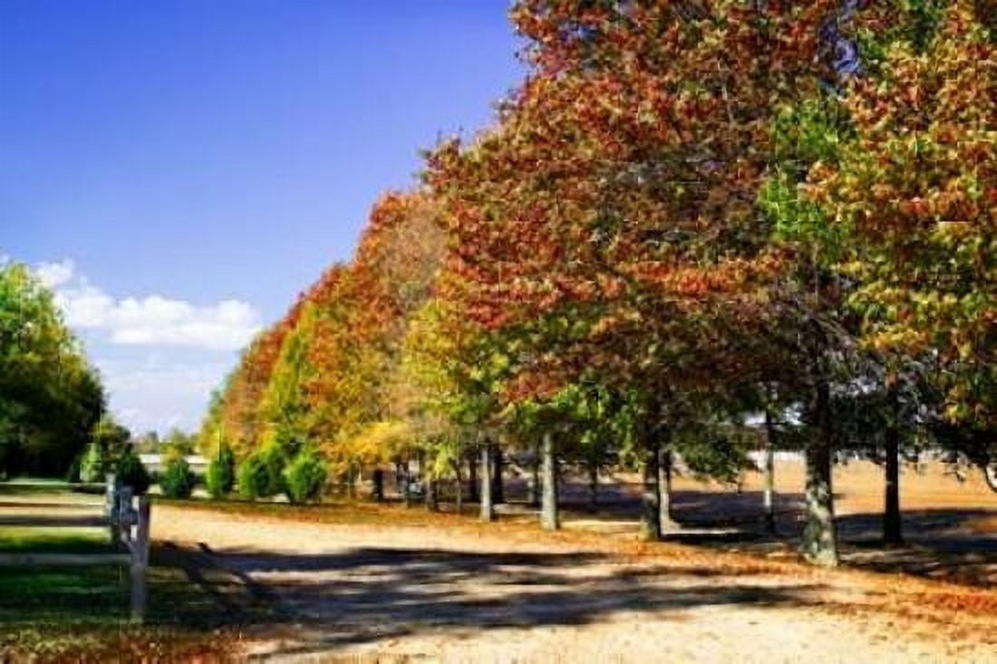Plantation Road Canvas Art - Alan Hausenflock (20 x 28)
