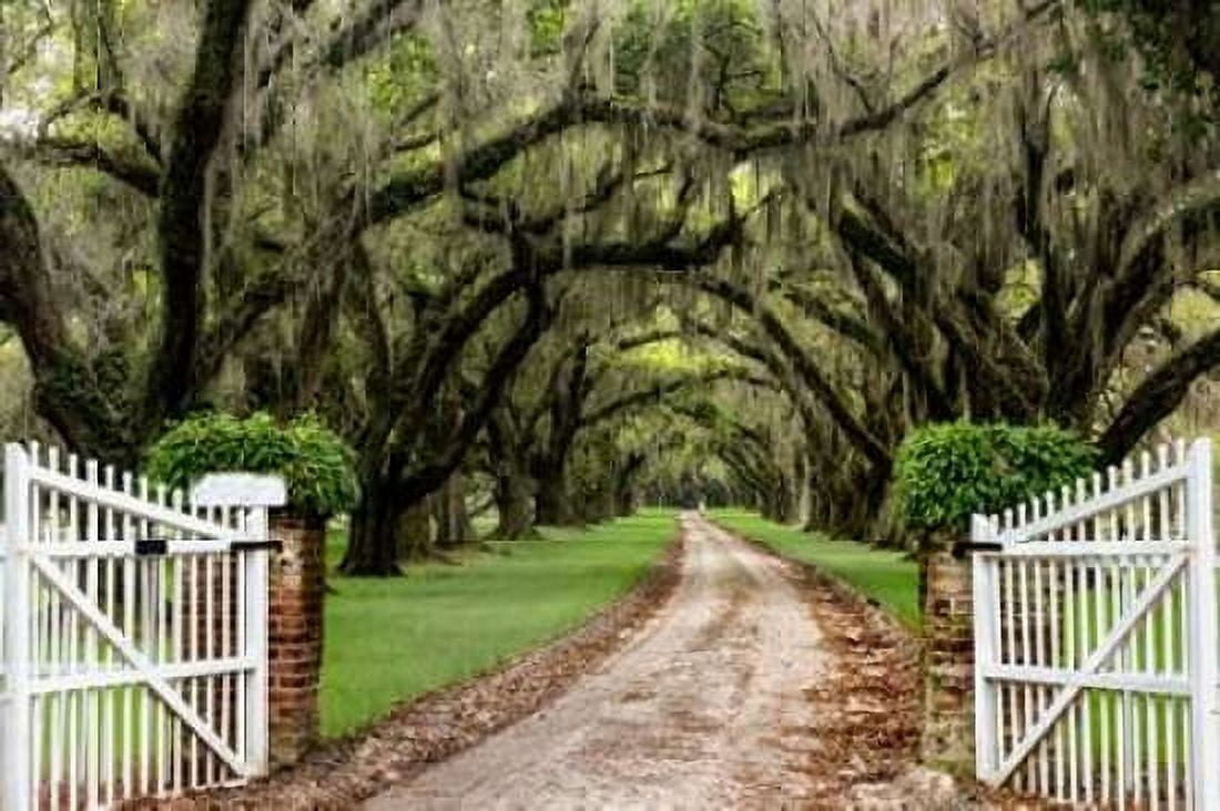 Plantation Road Canvas Art - Daniel Burt (24 x 36)