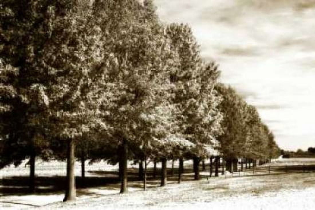 Plantation Road I Canvas Art - Alan Hausenflock (20 x 28)