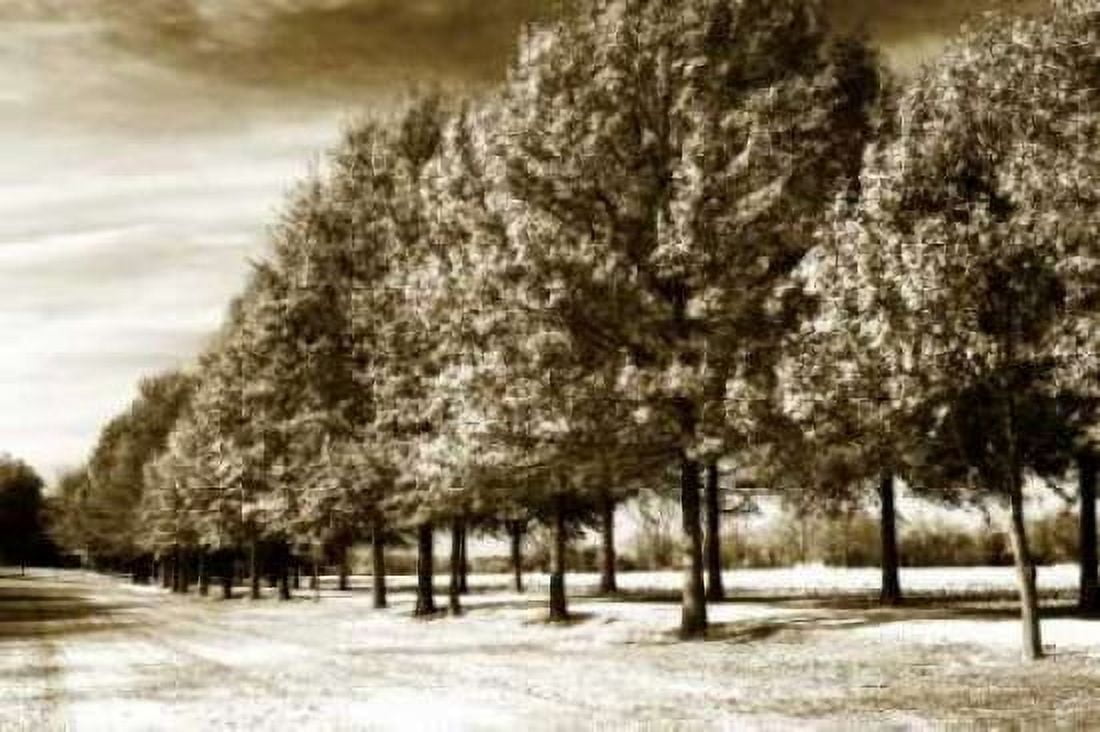 Plantation Road II Canvas Art - Alan Hausenflock (20 x 28)