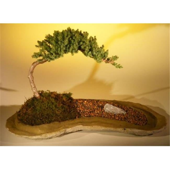 Juniper Procumbens Nana Bonsai on Rock Slab