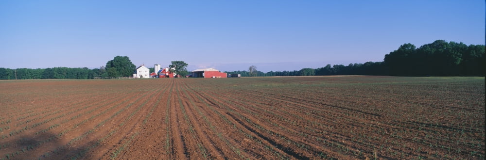 Planted Spring Field and Farm Maryland Canvas Art - Panoramic Images (36 x 12)