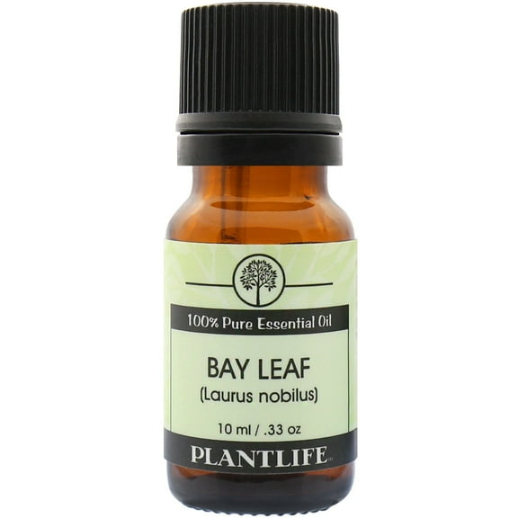 Plantlife Bay Leaf Aromatherapy Essential Oil - Straight From The Plant 100% Pure Therapeutic Grade - No Additives or Fillers - 10 ml
