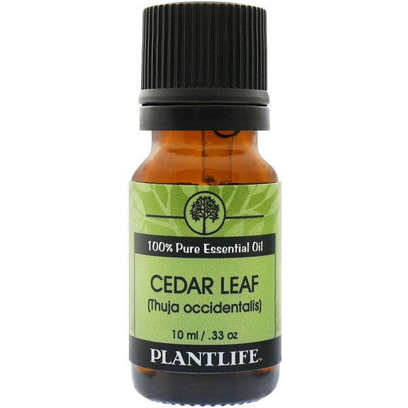 Plantlife Cedar Leaf Aromatherapy Essential Oil - Straight From The Plant 100% Pure Therapeutic Grade - No Additives or Fillers - 10 ml