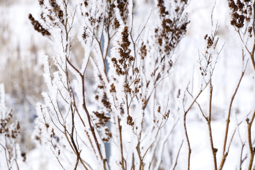 Plants In Winter Canvas Art - David Chapman Design Pics (18 x 12)