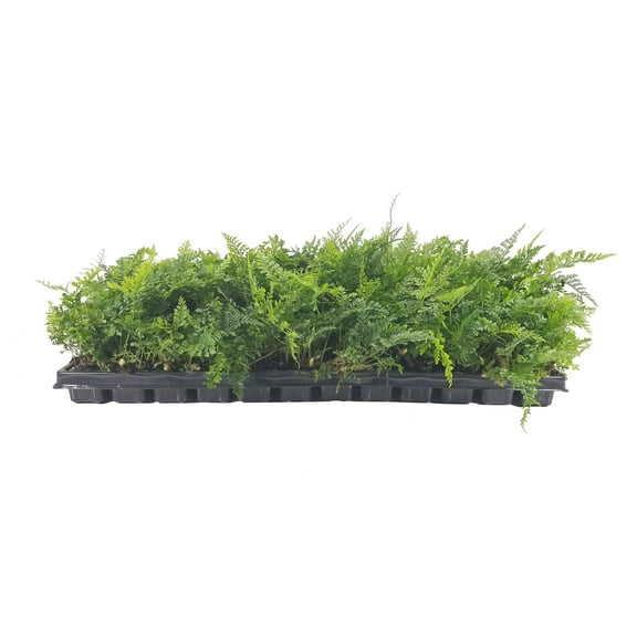 Plants Live Houseplants - White Paw Fern - 20 Live Plants - Humata Tyermanii - Indoor and Outdoor Patio Front Porch Plant Decor