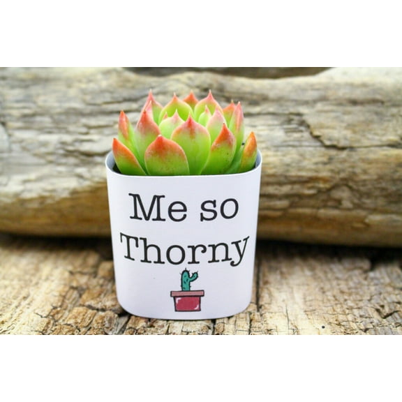 Plants Of Joy Me So Thorny Print Succulent Wraps for Weddings, Baby Shower, and Party Favors. 25 Count Pack.