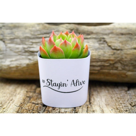 Plants Of Joy Stayin Alive Print Succulent Wraps for Weddings, Baby Shower, and Party Favors. 25 Count Pack.