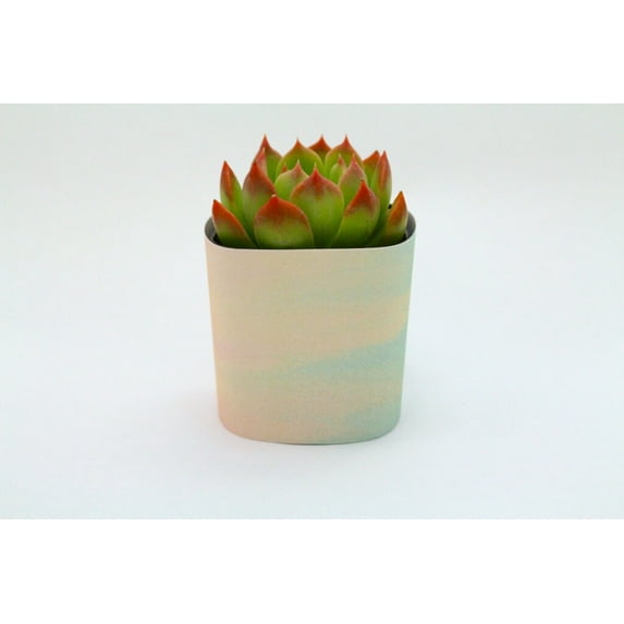 Plants Of Joy Watercolor Print Succulent Wraps for Weddings, Baby Shower, and Party Favors. 25 Count Pack.