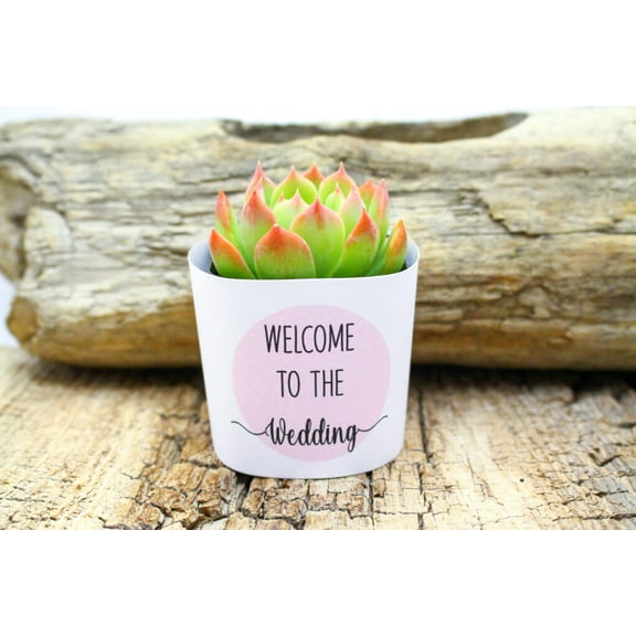 Plants Of Joy Welcome to the Wedding Pink Print Succulent Wraps for Weddings, Baby Shower, and Party Favors. 25 Count Pack.