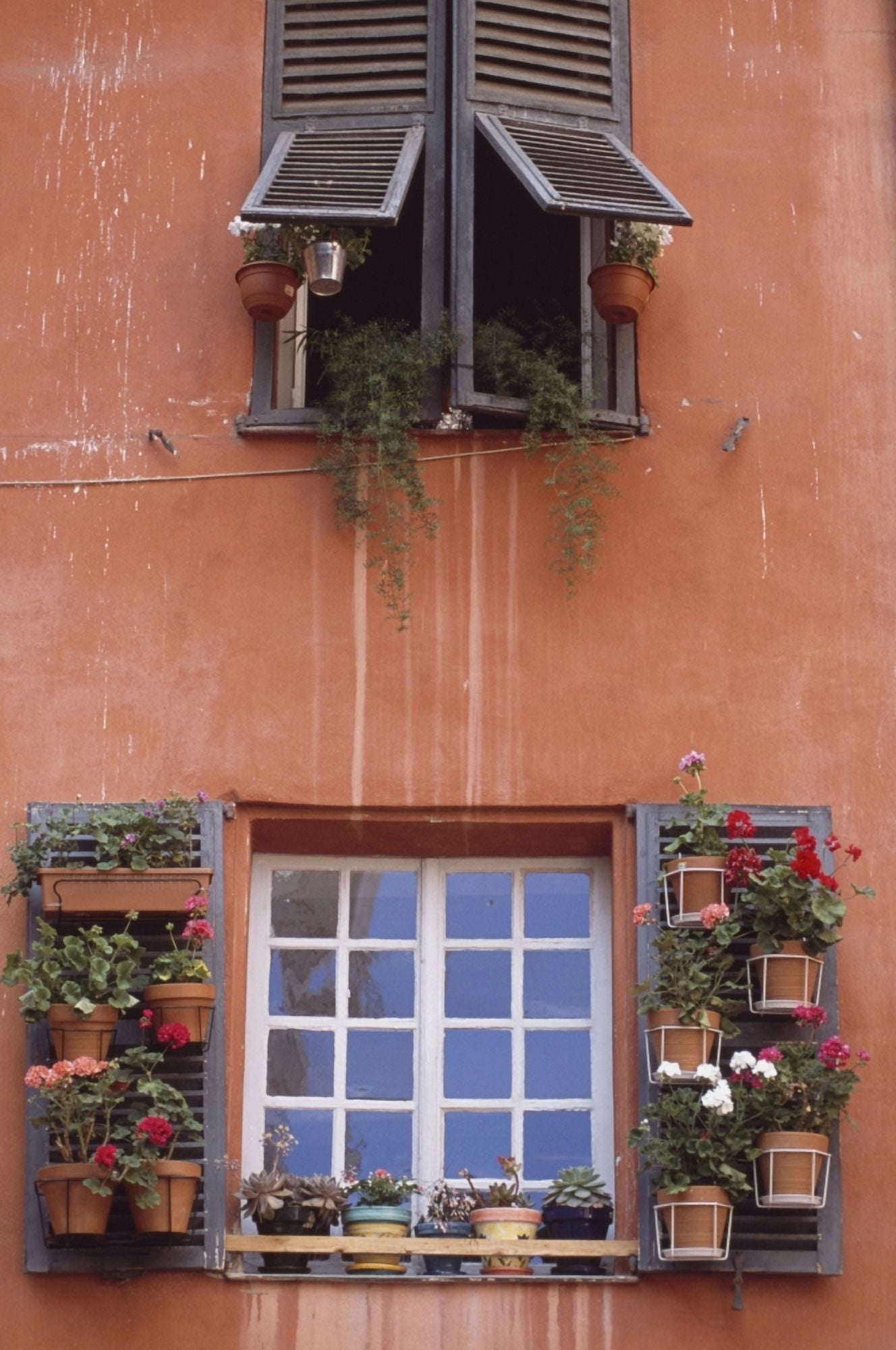 Plants On Window Sill Canvas Art - William Shaw Design Pics (11 x 17)
