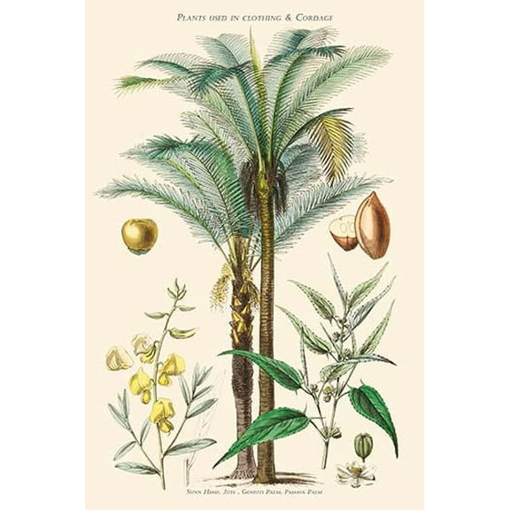 Plants Used in Clothing and Cordage. Gomuti Palm, Piassava Palm, Sunn Hemp, Jute-Fine Art Canvas Print (20" x 30")