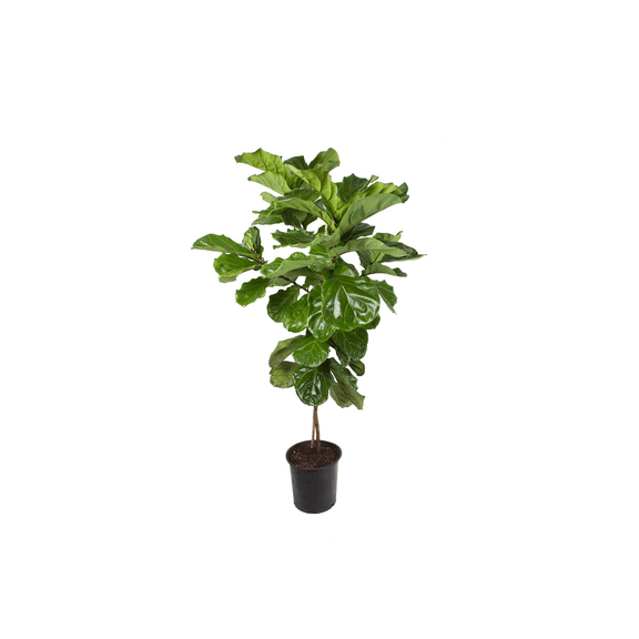 Plants with Benefits by Costa Farms 68" Ficus Lyrata Fiddle Leaf Fig House Plant in 14" Grower Pot