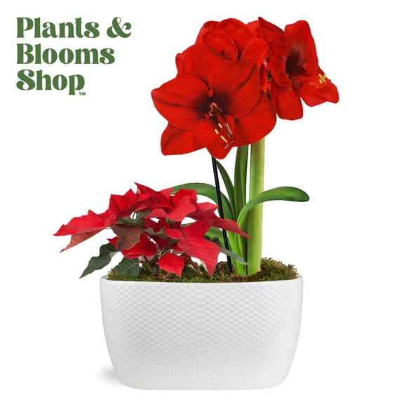 Plants and Blooms 14-18" Red Amaryllis and 8-10" Red Poinsettia Live Plants in 10" White Dot Ceramic Planter, House Plant