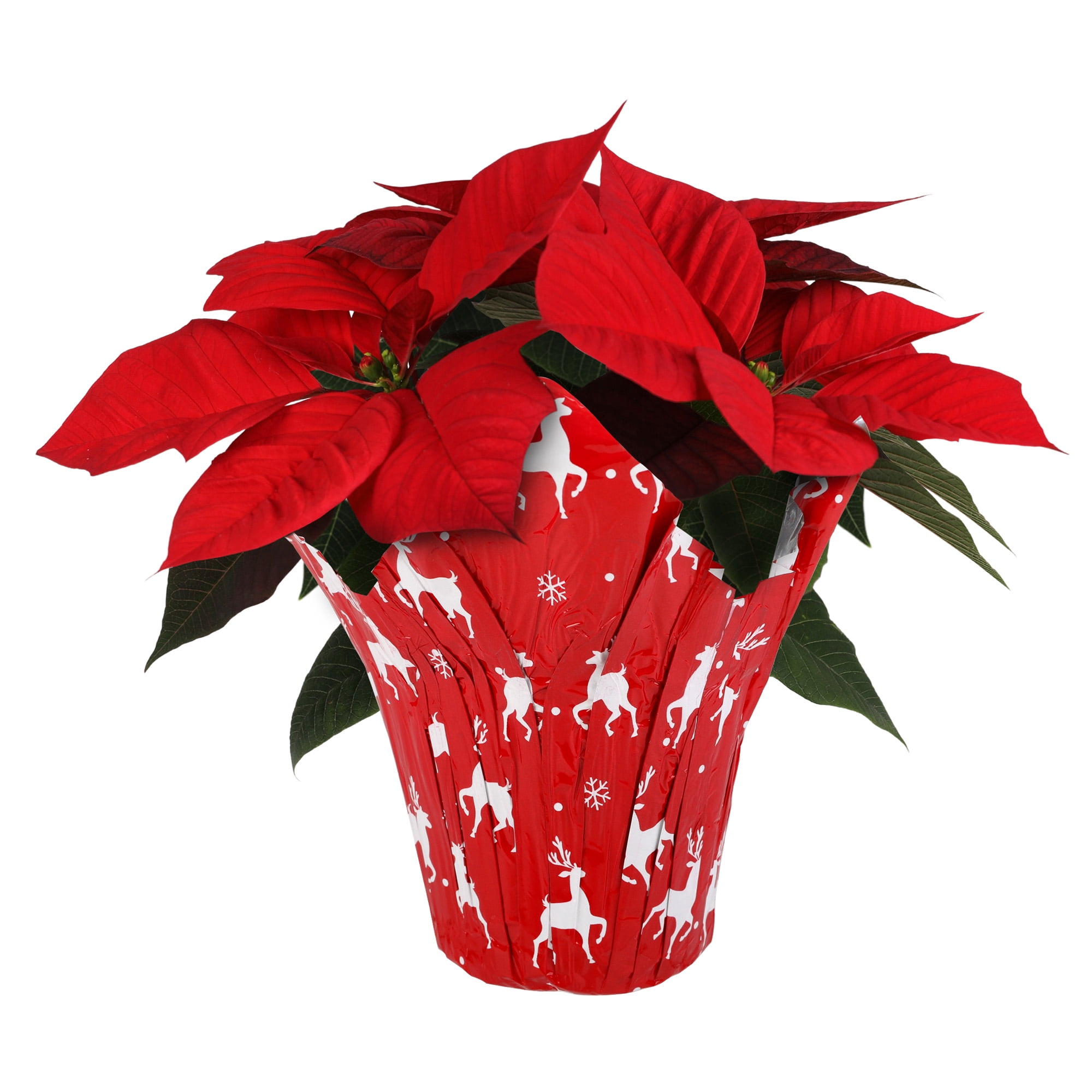 Plants and Blooms 810" Red Poinsettia Live Plant in 4" Red Reindeer