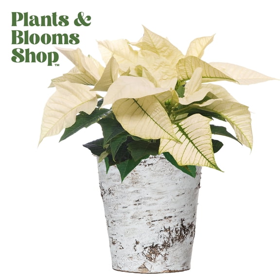 Plants and Blooms 8-10" White Poinsettia Live Plant in 4" Birch Wood Pot, House Plant