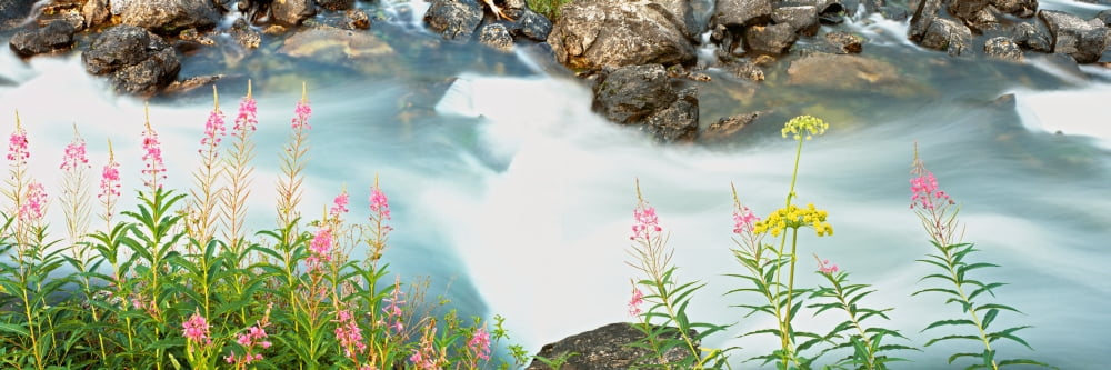 Plants at lakeshore Lake String Grand Teton National Park Wyoming USA Canvas Art - Panoramic Images (27 x 9)