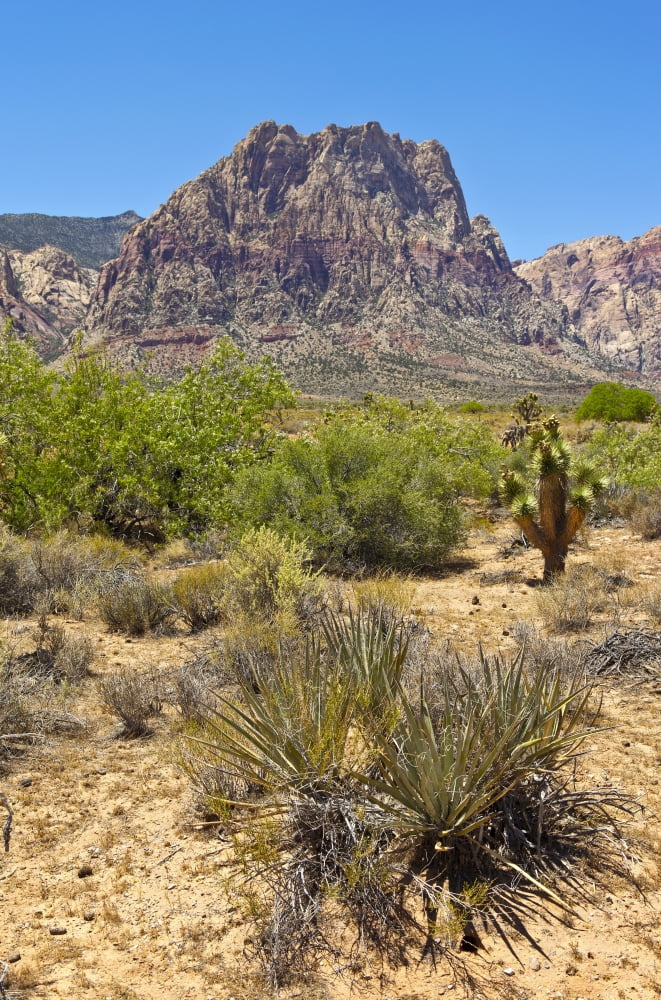 Plants growing in Red Rock Canyon National Conservation Area near Las Vegas Nevada USA Canvas Art - Panoramic Images (9 x 27)